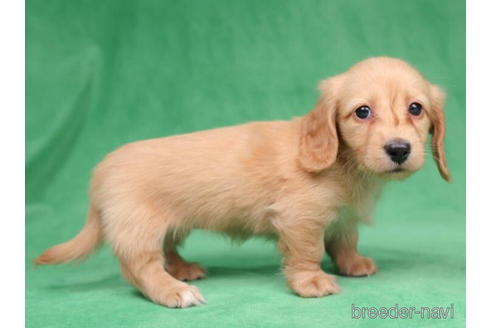 成約済の東京都のミニチュアダックスフンド(ロングヘアード)-194451の2枚目