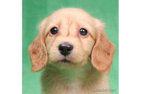 成約済の東京都のミニチュアダックスフンド(ロングヘアード)-194451