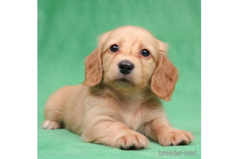 成約済の東京都のミニチュアダックスフンド(ロングヘアード)-194451の4枚目