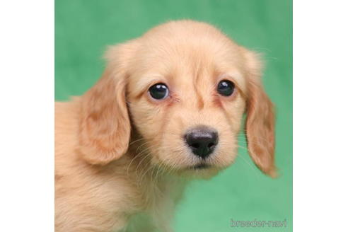 成約済の東京都のミニチュアダックスフンド(ロングヘアード)-194451の3枚目