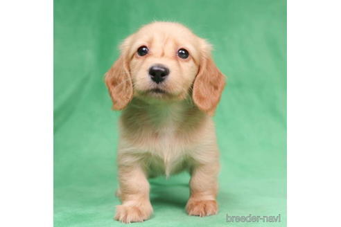 成約済の東京都のミニチュアダックスフンド(ロングヘアード)-194451の5枚目