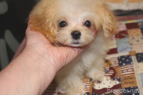 成約済の奈良県のミックス犬-185442の3枚目