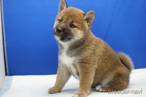 成約済の愛知県の柴犬-193259の3枚目