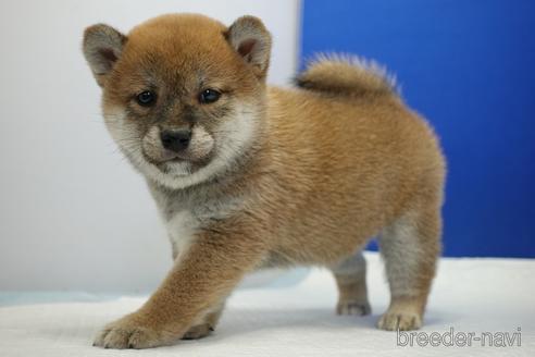 成約済の愛知県の柴犬-193260の15枚目