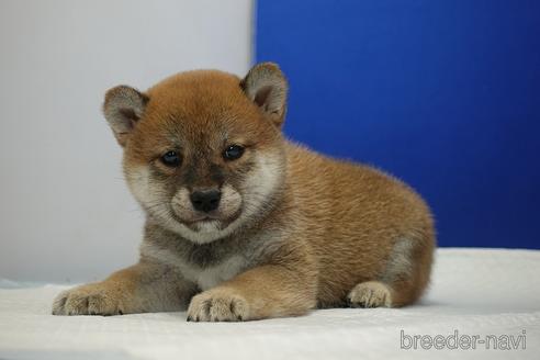 成約済の愛知県の柴犬-193260の14枚目