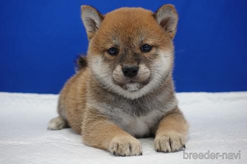 成約済の愛知県の柴犬-193260の13枚目