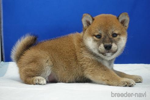 成約済の愛知県の柴犬-193260の12枚目