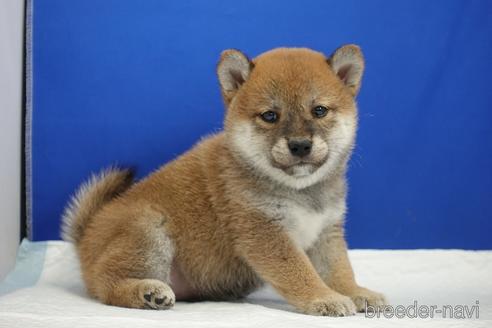 成約済の愛知県の柴犬-193260の11枚目