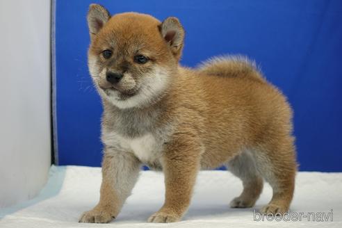 成約済の愛知県の柴犬-193260の1枚目