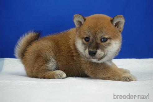 成約済の愛知県の柴犬-193260の8枚目