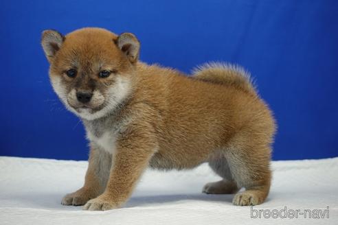 成約済の愛知県の柴犬-193260の10枚目