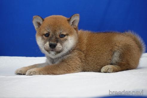 成約済の愛知県の柴犬-193260の9枚目