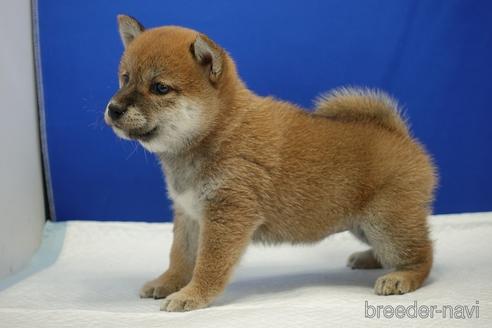成約済の愛知県の柴犬-193260の7枚目