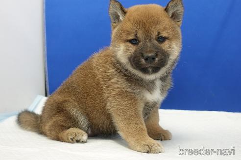 成約済の愛知県の柴犬-193261の12枚目