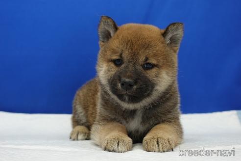 成約済の愛知県の柴犬-193261の9枚目