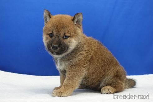 成約済の愛知県の柴犬-193261の8枚目