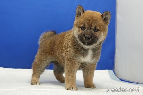 成約済の愛知県の柴犬-193261の1枚目