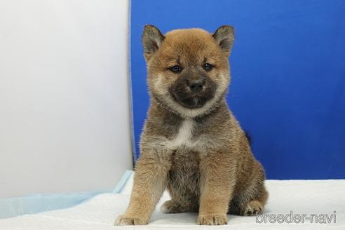 成約済の愛知県の柴犬-193261の7枚目