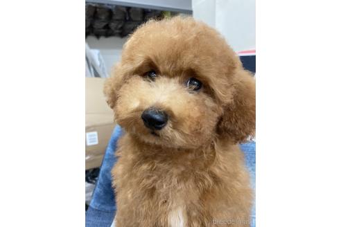 成約済の福岡県のトイプードル-190922の2枚目