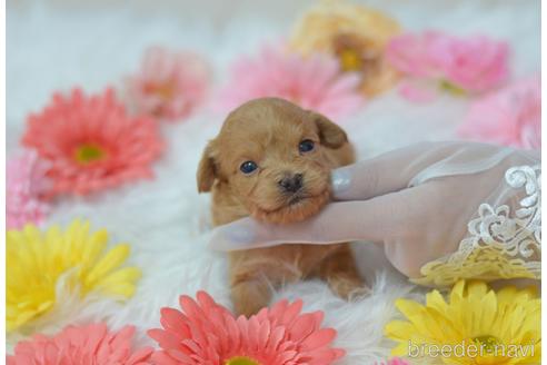 成約済の埼玉県のチワプー:チワワ×トイプードル-194542の19枚目