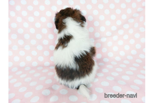 成約済の千葉県のパピヨン-194560の8枚目