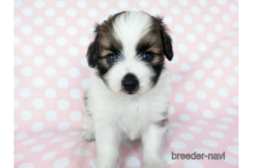 成約済の千葉県のパピヨン-194560の7枚目