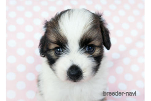 成約済の千葉県のパピヨン-194560の6枚目