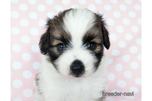 成約済の千葉県のパピヨン-194560の5枚目