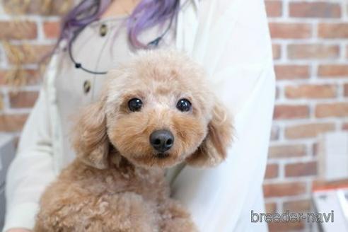 成約済の滋賀県のトイプードル-194587