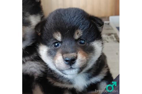 成約済の埼玉県の柴犬-193447の7枚目