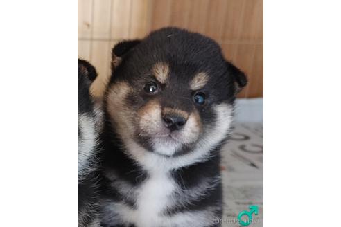 成約済の埼玉県の柴犬-193447の6枚目