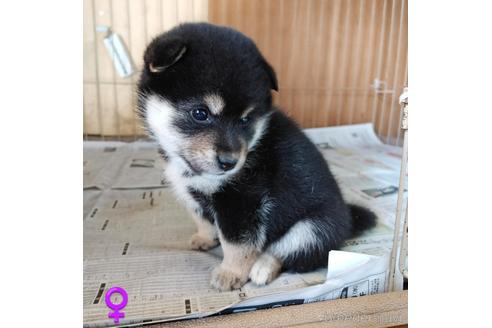 成約済の埼玉県の柴犬-194612の7枚目