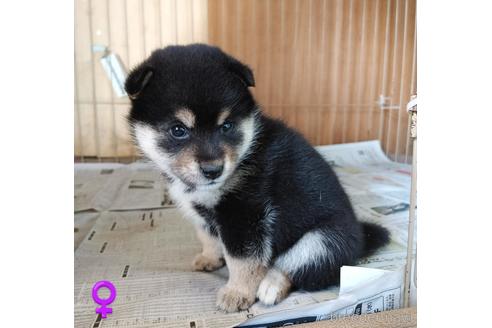 成約済の埼玉県の柴犬-194612の8枚目