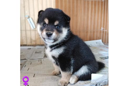 成約済の埼玉県の柴犬-194612の9枚目