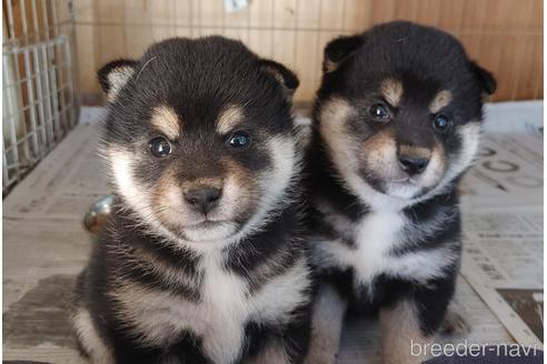 成約済の埼玉県の柴犬-194612の2枚目