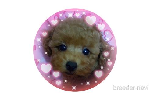 成約済の静岡県のタイニープードル-194631の1枚目