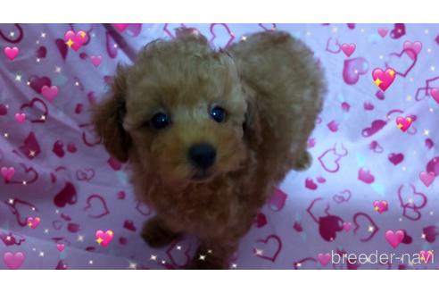 成約済の静岡県のタイニープードル-194631の2枚目