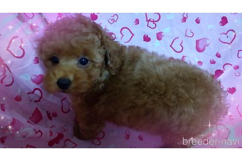 成約済の静岡県のタイニープードル-194631の3枚目