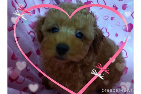 成約済の静岡県のタイニープードル-194631の4枚目