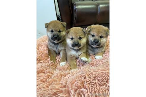 成約済の滋賀県の柴犬-194637の3枚目