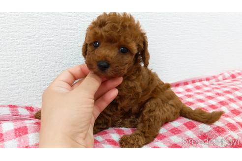 成約済の静岡県のトイプードル-194693の1枚目