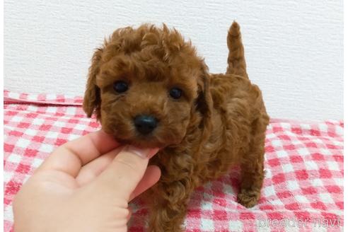 成約済の静岡県のトイプードル-194693の6枚目