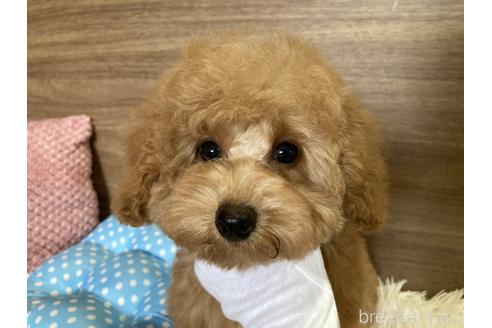 成約済の千葉県のトイプードル-188285の2枚目
