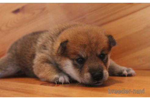 成約済の北海道の柴犬-194741の3枚目