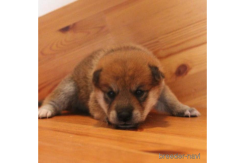 成約済の北海道の柴犬-194741の1枚目