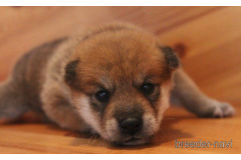 成約済の北海道の柴犬-194741の4枚目