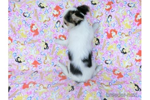 成約済の千葉県のミックス犬-186640の4枚目