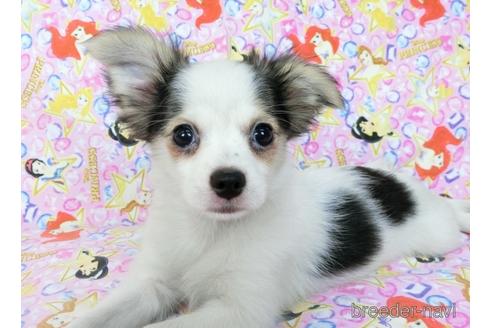 成約済の千葉県のミックス犬-186640の2枚目