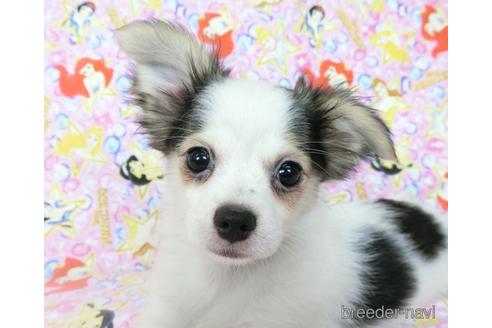 成約済の千葉県のミックス犬-186640の1枚目