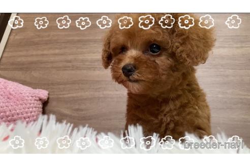成約済の千葉県のトイプードル-190181の3枚目